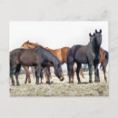 Recherche de troupeau de cheval cartes postales Animaux