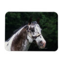 Recherche de tête de cheval magnets Bob langrish
