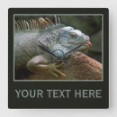 Recherche de iguane horloges Reptile