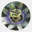 Recherche de fleur de passion autocollants Floral