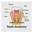 Recherche de dents posters Anatomie