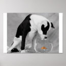 Recherche de bols posters Animal