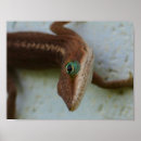 Recherche de lézard art Photographie