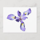 Recherche de orchidée sauvage cartes postales Pour tous