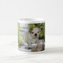 Recherche de chiot bouledogue français tasses Chien