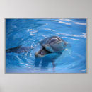 Recherche de dauphin posters Sourire