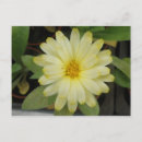 Recherche de marigot cartes postales Jaune