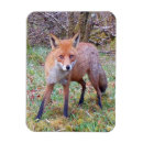Recherche de adorable magnets Renard