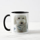 Recherche de plan rapproché tasses Mammifère