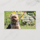 Recherche de yorkie photographie Animal