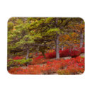 Recherche de acadie magnets Automne