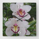 Recherche de orchids horloges Orchidée blanche