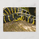 Recherche de mangroves cartes postales Faune