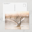 Recherche de lac cygne cartes postales Animal