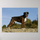 Recherche de roche dessus posters Roches
