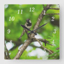 Recherche de moineau photographie Sauvage