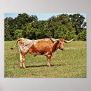 Recherche de cow photographie Vache