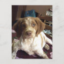 Recherche de épagneul bretagne posters Chiot