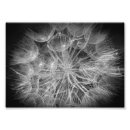 Recherche de papillon noir et blanc posters Fleurs