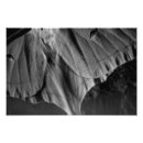 Recherche de luna photographie Papillon