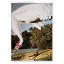Recherche de john james audubon cartes postales Grue