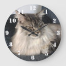 Recherche de chat de ragondin Animal