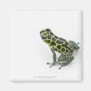 Recherche de photo de grenouille magnets Animal
