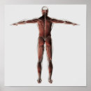 Recherche de anatomie musculaire posters Physiologie