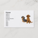 Recherche de dashund Teckel