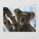 Recherche de koala gris cartes postales Faune