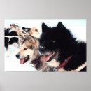 Recherche de husky posters Hiver