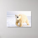Recherche de steve art Faune