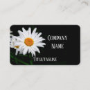 Recherche de marguerite blanche cartes visite Marguerie