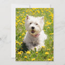 Recherche de westies mignons vœux cartes Animal
