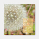 Recherche de pissenlit magnets Nature