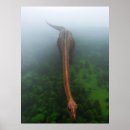 Recherche de primitive posters Nature