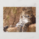 Recherche de cougar invitations Chat