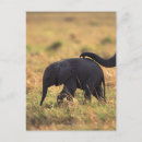 Recherche de tronc cartes postales Animal