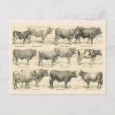 Recherche de race cartes postales France