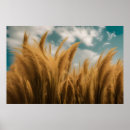 Recherche de pampas grass posters Minimaliste