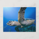 Recherche de les îles caïman cartes postales Caïmans