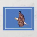 Recherche de aigle chauve cartes postales Liberté