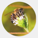 Recherche de macros autocollants Abeille