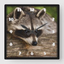 Recherche de ratons laveurs horloges Faune