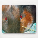Recherche de hamsters tapis souris Animal