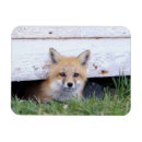 Recherche de kit magnets Renard