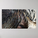 Recherche de dinde sauvage posters Nature