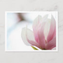 Recherche de magnolia cartes postales Plante