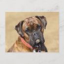 Recherche de chien boxer cartes postales Boxeur