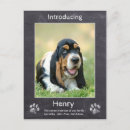 Recherche de fille de chien cartes postales Pour animaux